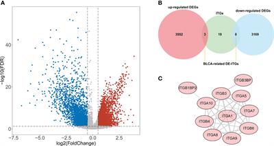 A novel prognostic model based on three integrin subunit genes-related signature for bladder cancer